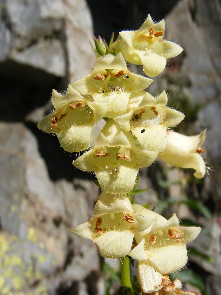 Digitalis lutea Seeds (Straw Foxglove) Fresh & Organic Yellow Perennial Flower Seeds Munjoy