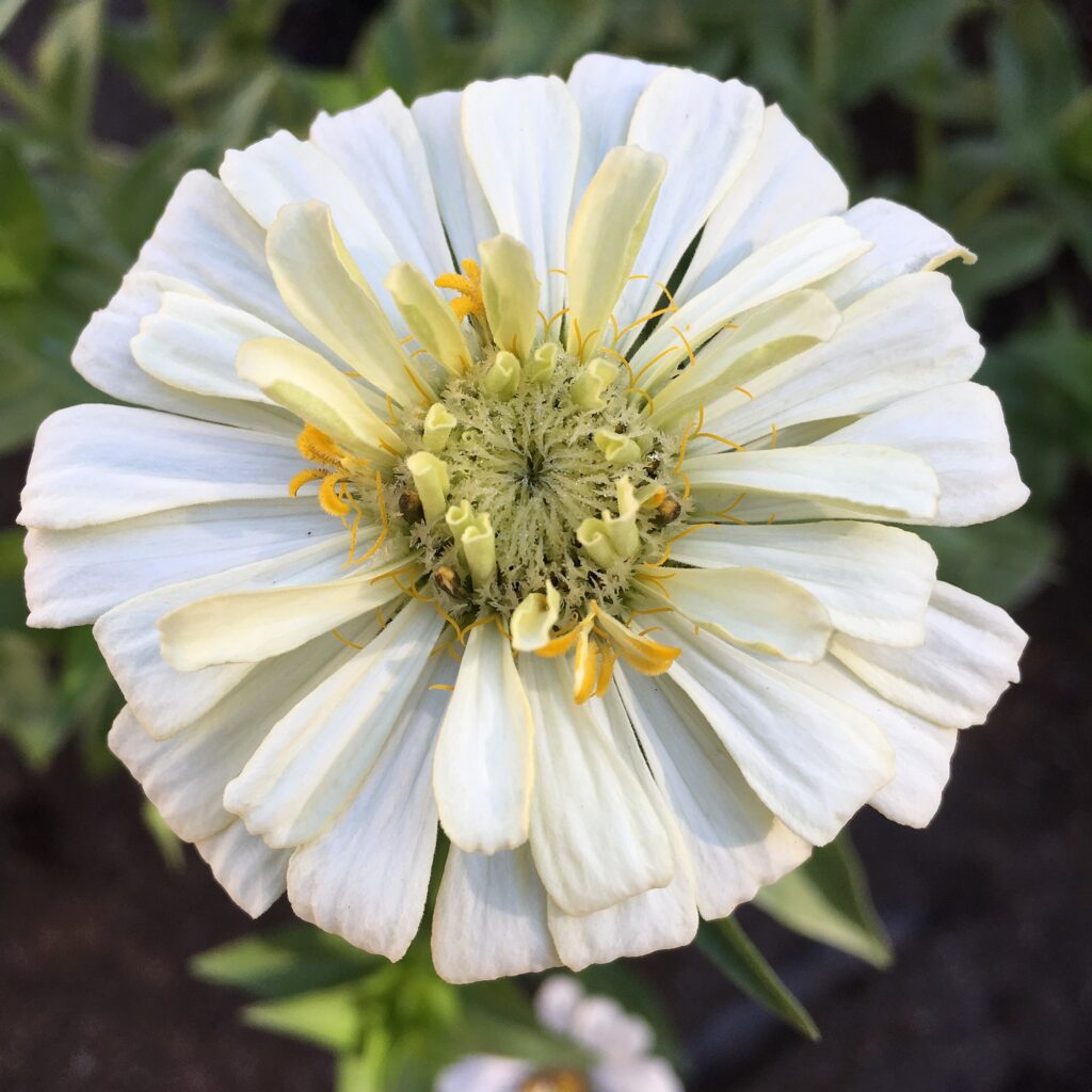 Zinnia elegans Seeds (Cream White Zinnia) Fresh & Organic White Annual