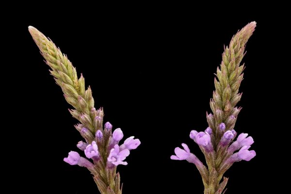 Verbena hastata Seeds (Pink Vervain) Fresh & Organic Pink Perennial Flower Seeds - Image 6