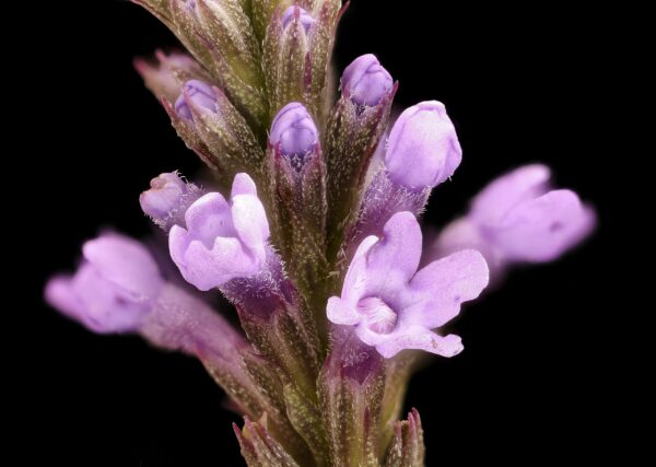 Verbena hastata Seeds (Pink Vervain) Fresh & Organic Pink Perennial Flower Seeds - Image 4