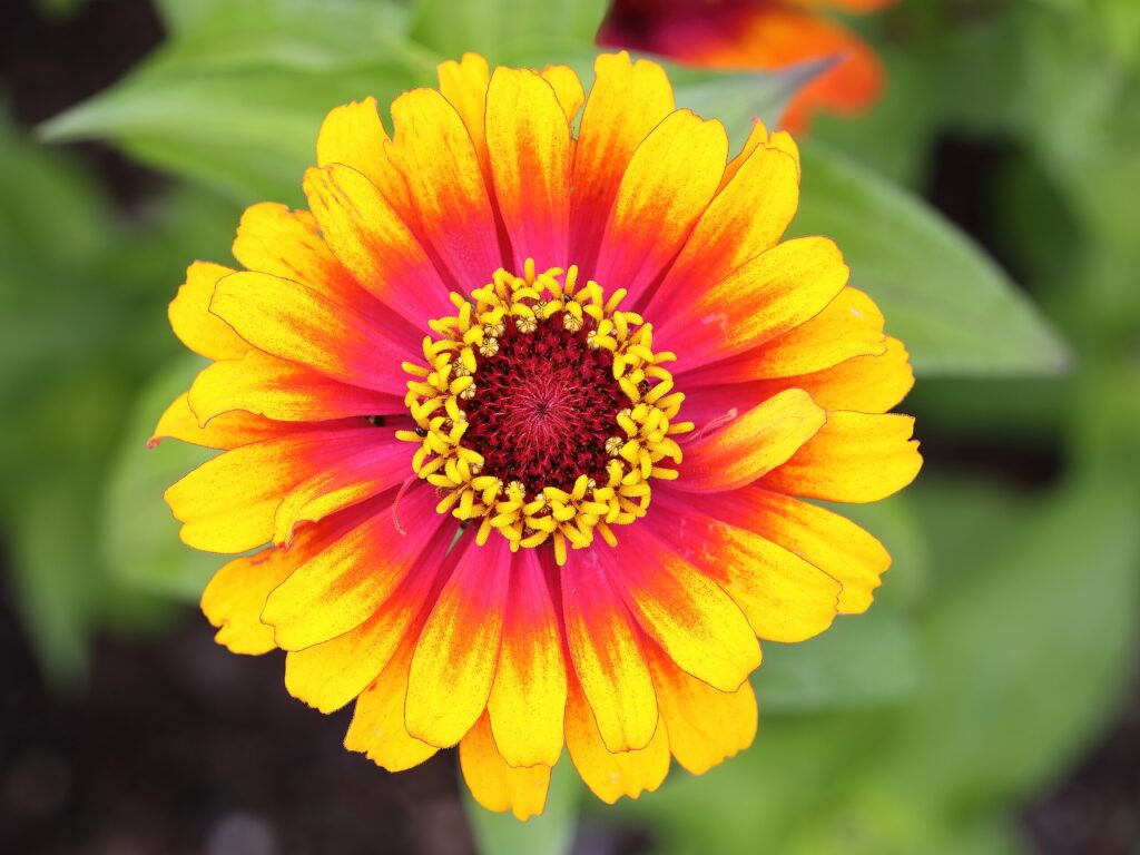 Zinnia Elegans Seeds (Zowie Yellow Flame Zinnia) Fresh & Organic Yellow ...