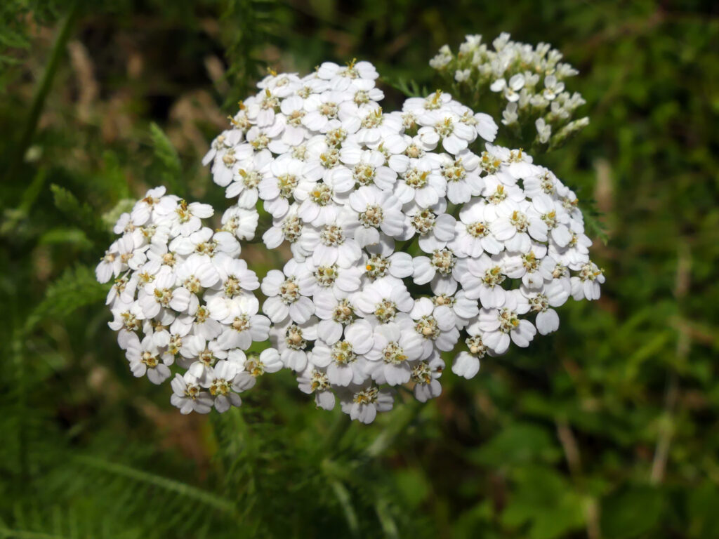 Achillea Millefolium Seeds White Yarrow Fresh And Organic White