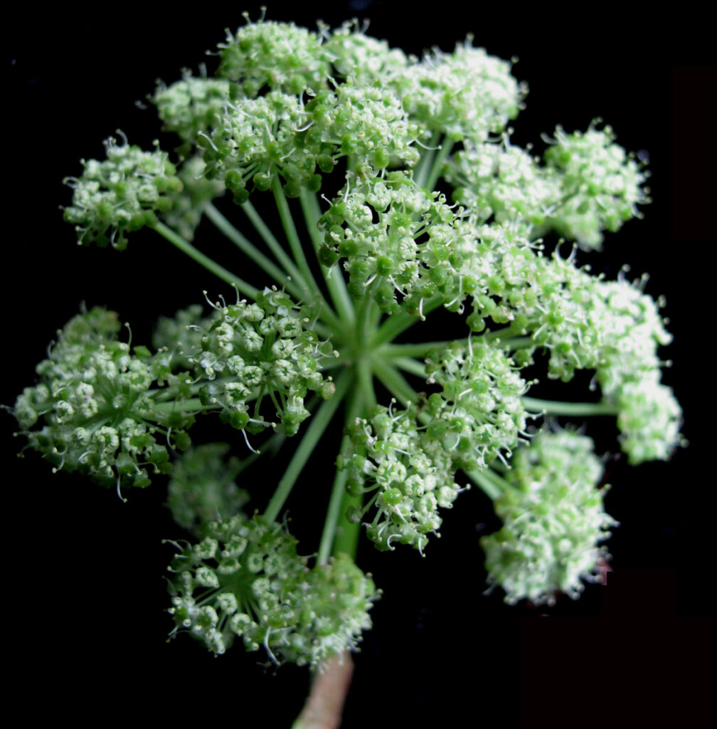 Angelica atropurpurea Seeds (Giant Angelica) Fresh & Organic White Perennial Flower Seeds