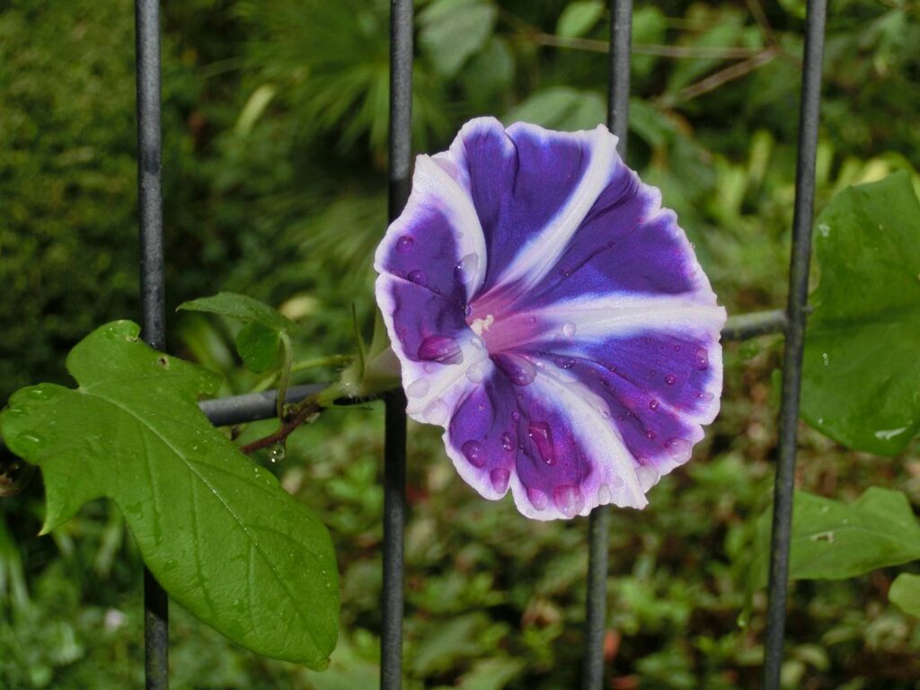 Ipomoea nil Seeds (Japanese Morning Glory) Fresh & Organic Blue