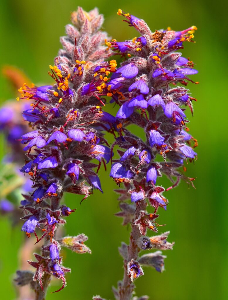 Amorpha canescens Seeds (Leadplant) Fresh & Organic Purple Perennial ...