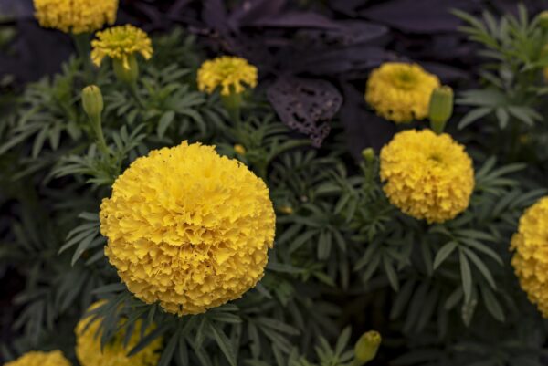 Tagetes erecta Seeds (Crackerjack Marigold) Fresh & Organic Yellow Annual Flower Seeds - Image 5
