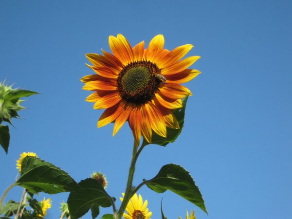 Helianthus annuus Seeds (Autumn Beauty Sunflower) Fresh & Organic Yellow Annual Flower Seeds - Image 2
