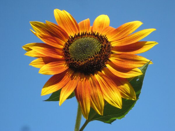 Helianthus annuus Seeds (Autumn Beauty Sunflower) Fresh & Organic Yellow Annual Flower Seeds