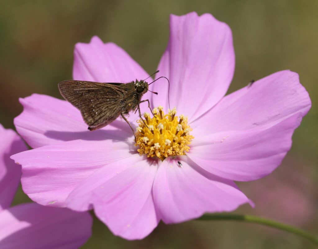 Cosmos bipinnatus Seeds (Pink Cosmos) Fresh & Organic Pink Annual ...